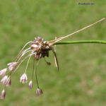 Allium oleraceum