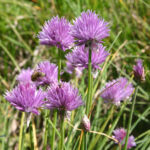 Allium schoenoprasum