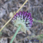 Allium sphaerocephalon