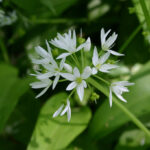 Allium ursinum