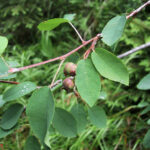 gen.Amelanchier