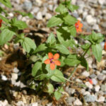 gen.Anagallis