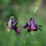 Aquilegia atrata 