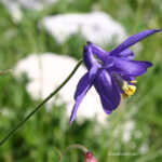 gen.Aquilegia
