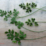 Asplenium ruta-muraria 