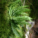Asplenium viride