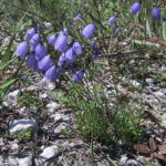 Campanula caespitosa