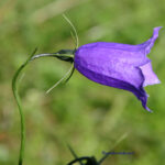 Campanula carnica