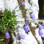 Campanula cochleariifolia
