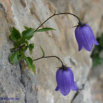 gen.Campanula