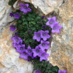 Campanula morettiana