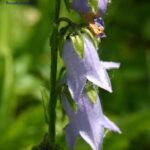 Campanula barbata