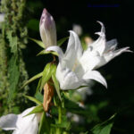 Campanula latifolia