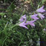 Campanula patula