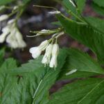 Cardamine enneaphyllos