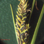 Carex fusca