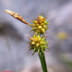 Carex flava