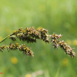 Carex paniculata