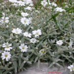 Cerastium tomentosum