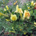 gen.Chamaecytisus