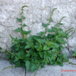 Chenopodium bonus-enricus