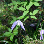 gen.Clematis