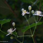 Clematis vitalba 