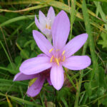 gen.Colchicum