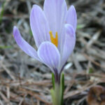 fam.IRIDACEAE