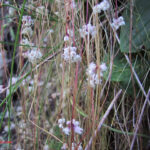 Cuscuta epithymum