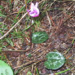 gen.Cyclamen 