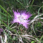 gen.Dianthus