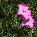 Dianthus sylvestris