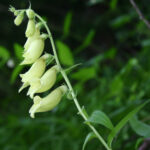gen.Digitalis