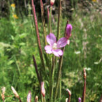 Epilobium alpestre
