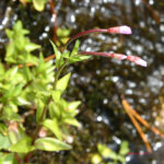 Epilobium alsinifolium 