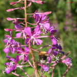 gen.Epilobium