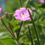 Epilobium hirsutum
