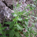 Epilobium montanum