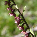 Epipactis atropurpurea