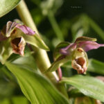 gen.Epipactis
