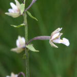 Epipactis palustris