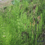 Equisetum fluviatile