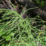 Equisetum palustre