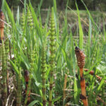 Equisetum arvense 