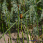 Equisetum variegatum
