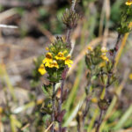 Euphrasia minima