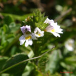 gen.Euphrasia