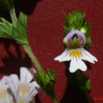 Euphrasia rostkoviana 