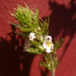 Euphrasia stricta
